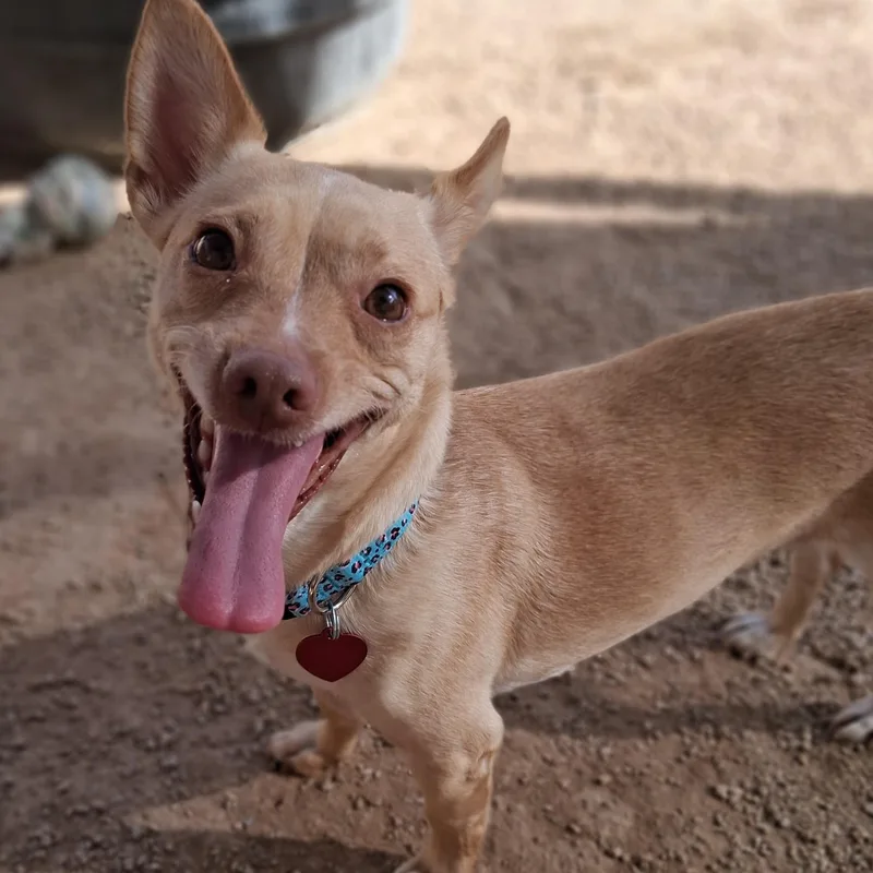 A young small-sized female Chihuahua dog named Gooseberry for adoption in Phoenix, AZ