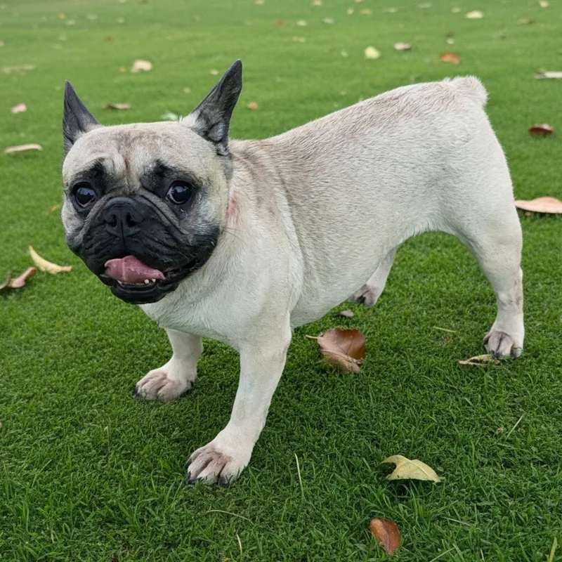 An adult small-sized female French Bulldog dog named Cossette for adoption in Gilbert, AZ
