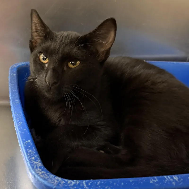 A young medium-sized male Black Domestic Short Hair cat named Ohio for adoption in Wantagh, NY