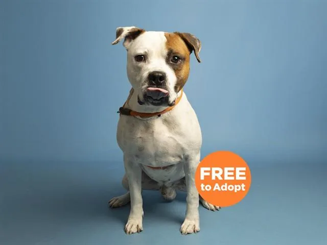 An adult large-sized male Pit Bull Terrier dog named Marcus for adoption in Phoenix, AZ