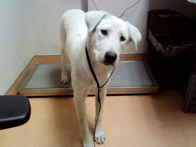 A young small-sized female Labrador Retriever dog named Belka for adoption in Martinez, CA
