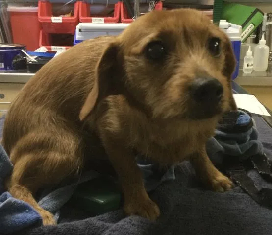 A young small-sized female Chihuahua dog named Honey Bun for adoption in Riverside, CA