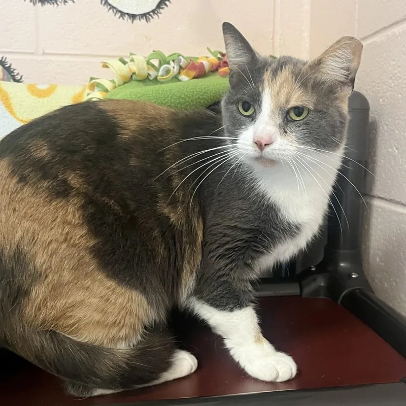 An adult medium-sized female Calico Domestic Short Hair cat named Cowie for adoption in Owosso, MI