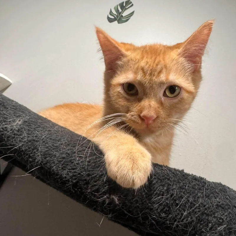 A baby small-sized male Orange / Red Domestic Short Hair cat named Irving 'Irv' Smalls Caywood for adoption in Eagle Mountain, UT
