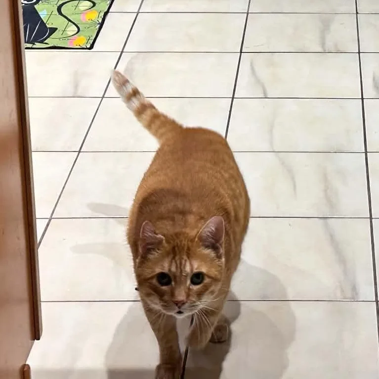 A senior large-sized female Domestic Short Hair cat named Honey for adoption in Royal Oak, MI