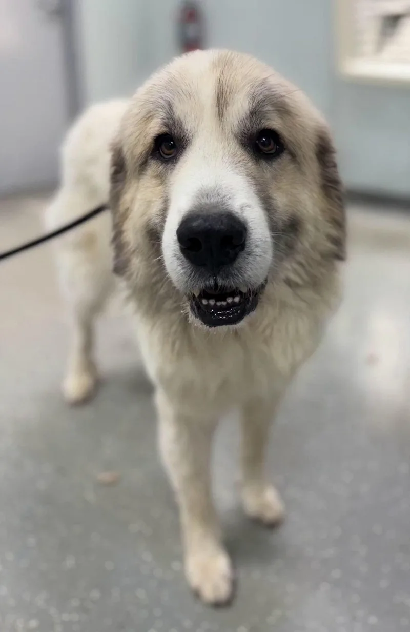 An adult large-sized male Great Pyrenees dog named Cider for adoption in Croydon, NH