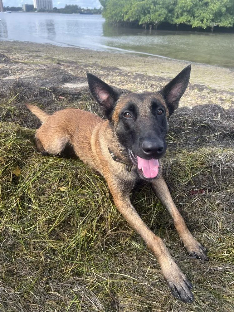 An adult large-sized female Belgian Shepherd / Malinois dog named Moon  Located In for adoption in Imlay City, MI