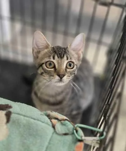 A young small-sized female Domestic Short Hair cat named Kat for adoption in Baton Rouge, LA