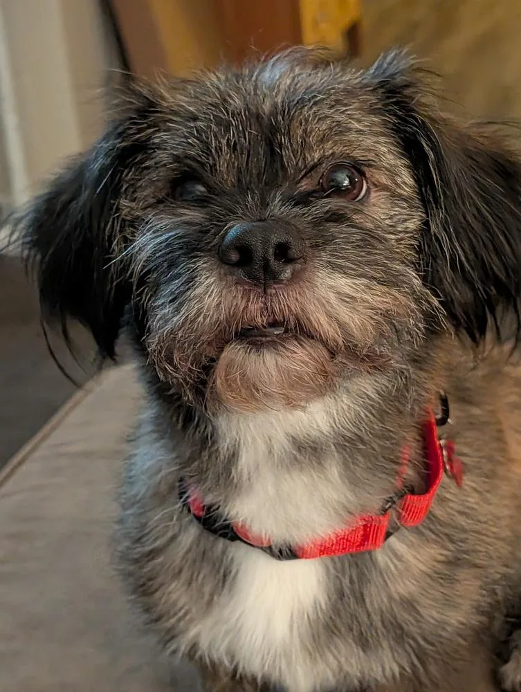 Chewy