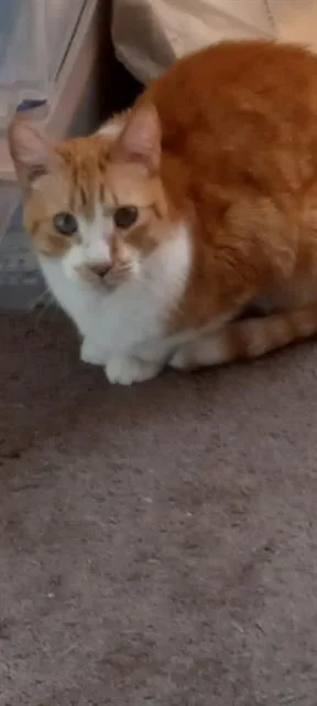 An adult medium-sized male Domestic Short Hair cat named Meko for adoption in Long Beach, CA