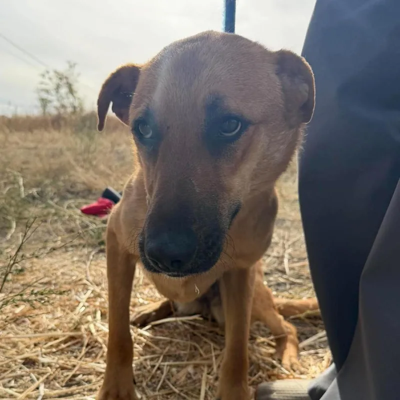 An adult medium-sized female Golden Labrador Retriever dog named Piper for adoption in TONASKET, WA