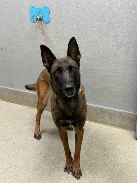 A senior large-sized female Belgian Shepherd / Malinois dog named Naughty for adoption in Las Vegas, NV