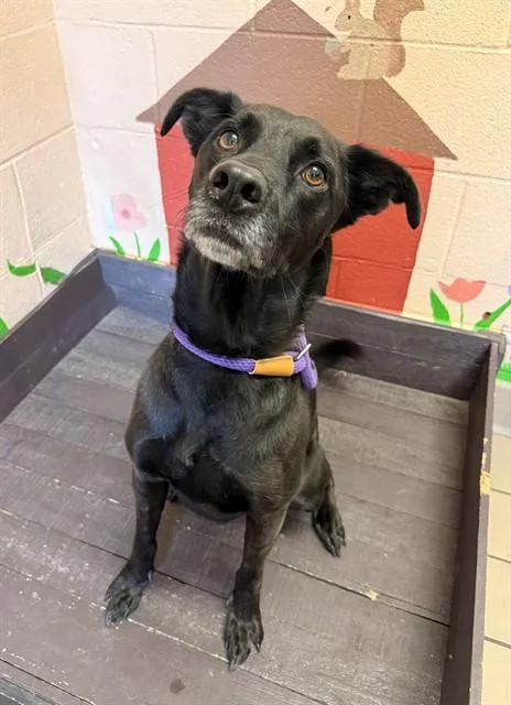 An adult large-sized male Labrador Retriever dog named Neptuno for adoption in Castaic, CA