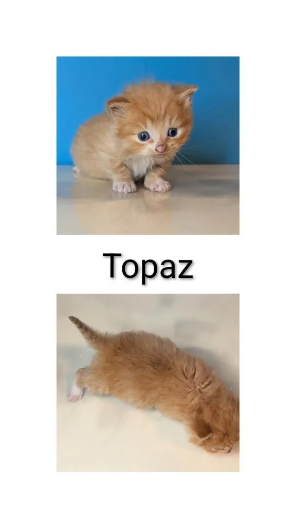 A baby small-sized male Domestic Long Hair cat named Topaz for adoption in Syracuse, IN