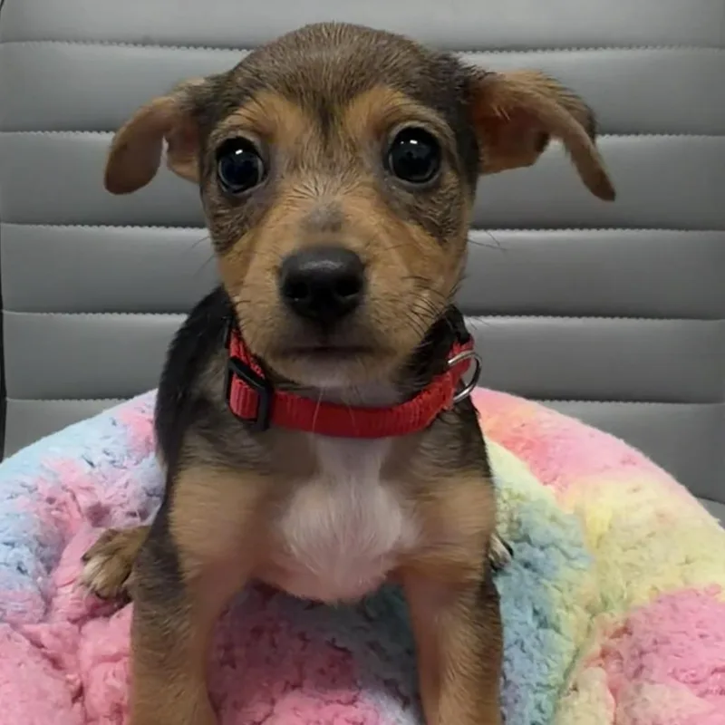 A baby small-sized male Jack Russell Terrier dog named Zero for adoption in Los Angeles, CA