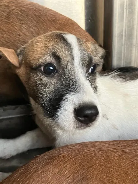 A baby small-sized female Mixed Breed dog named Starfire for adoption in Dallas, TX