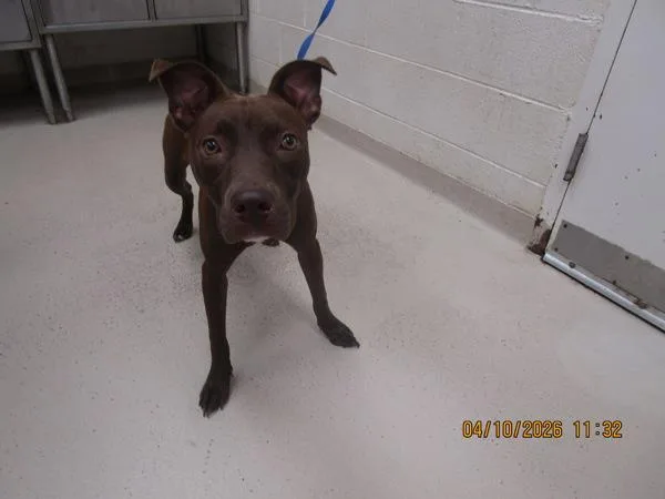 A young medium-sized female Doberman Pinscher dog named Truffle for adoption in Marietta, GA