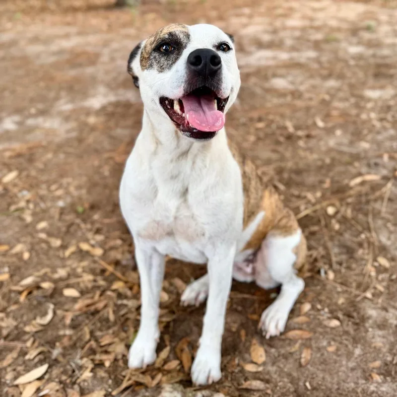 A young medium-sized female White / Cream Mixed Breed dog named Camille for adoption in Milton, FL