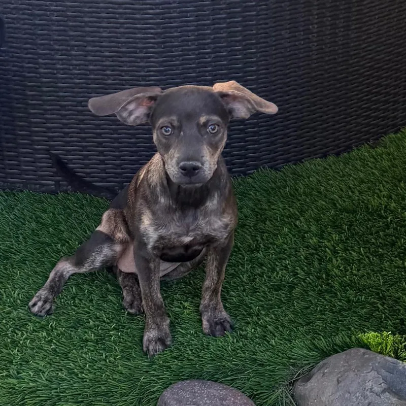A young small-sized female Gray / Blue / Silver Dachshund dog named Babette for adoption in Las Vegas, NV