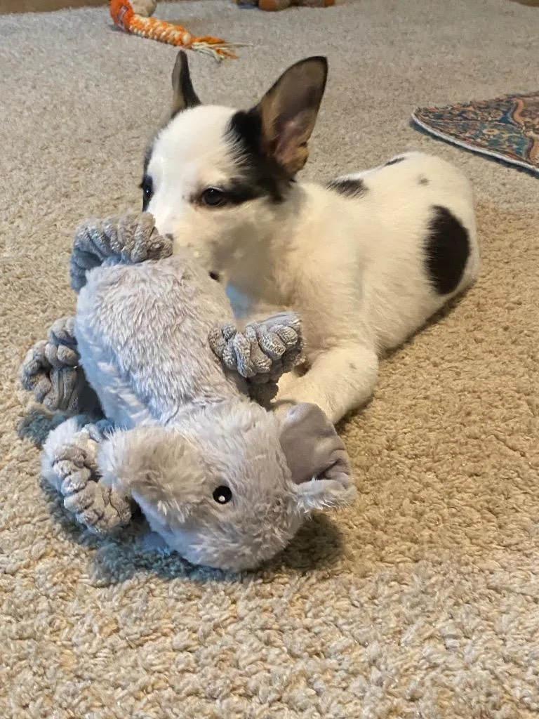A baby medium-sized female Australian Cattle Dog / Blue Heeler dog named Aluxastli for adoption in Fort Lupton, CO