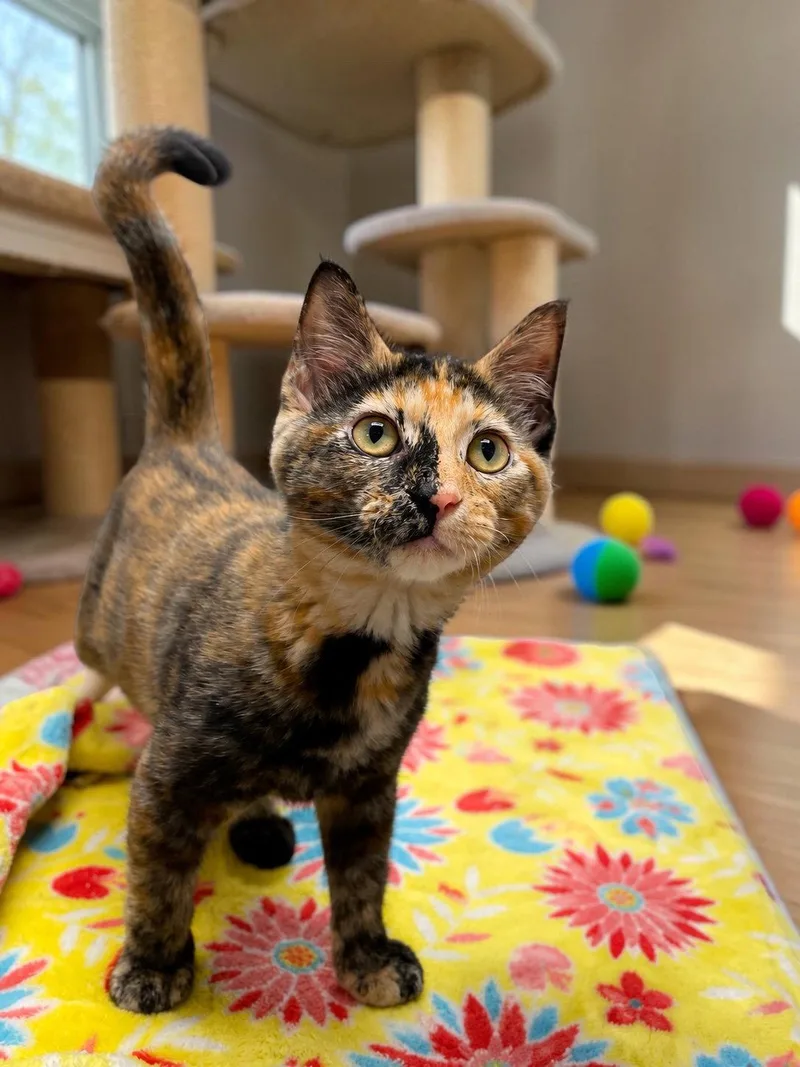 A baby medium-sized female Domestic Short Hair cat named Fiesta for adoption in Champaign, IL