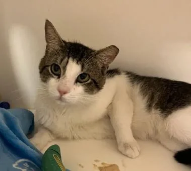 An adult small-sized male Domestic Short Hair cat named Gabriel for adoption in Madison, NJ