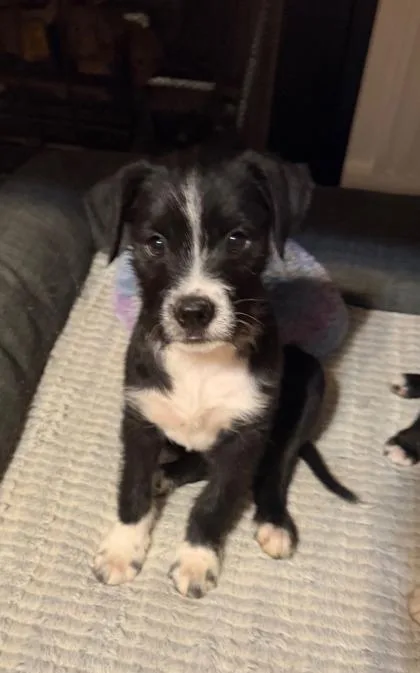A baby small-sized male Mixed Breed dog named Lenny for adoption in Knoxville, TN