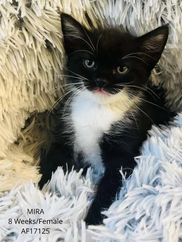 A young medium-sized female Domestic Short Hair cat named Mira for adoption in Supply, NC