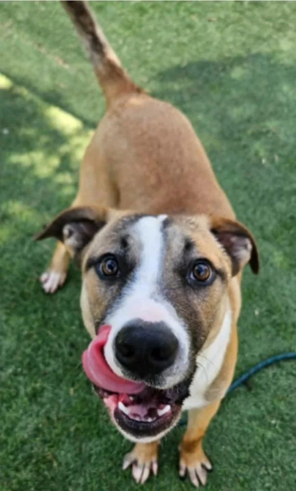 A young large-sized male Shepherd dog named Damien for adoption in Sedalia, CO