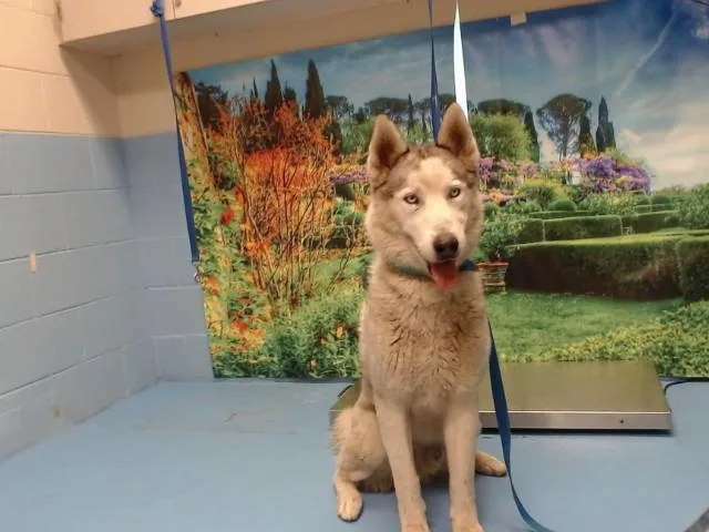 A young large-sized male Siberian Husky dog named A for adoption in Moreno Valley, CA