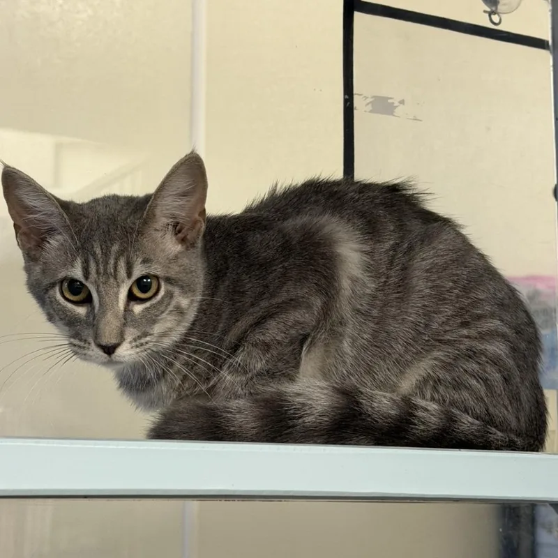 A young small-sized female Gray / Blue / Silver Domestic Short Hair cat named Reeses for adoption in Buchanan Dam, TX