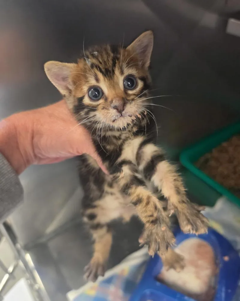 A baby small-sized male Domestic Short Hair cat named Gizmo for adoption in Bossier City, LA