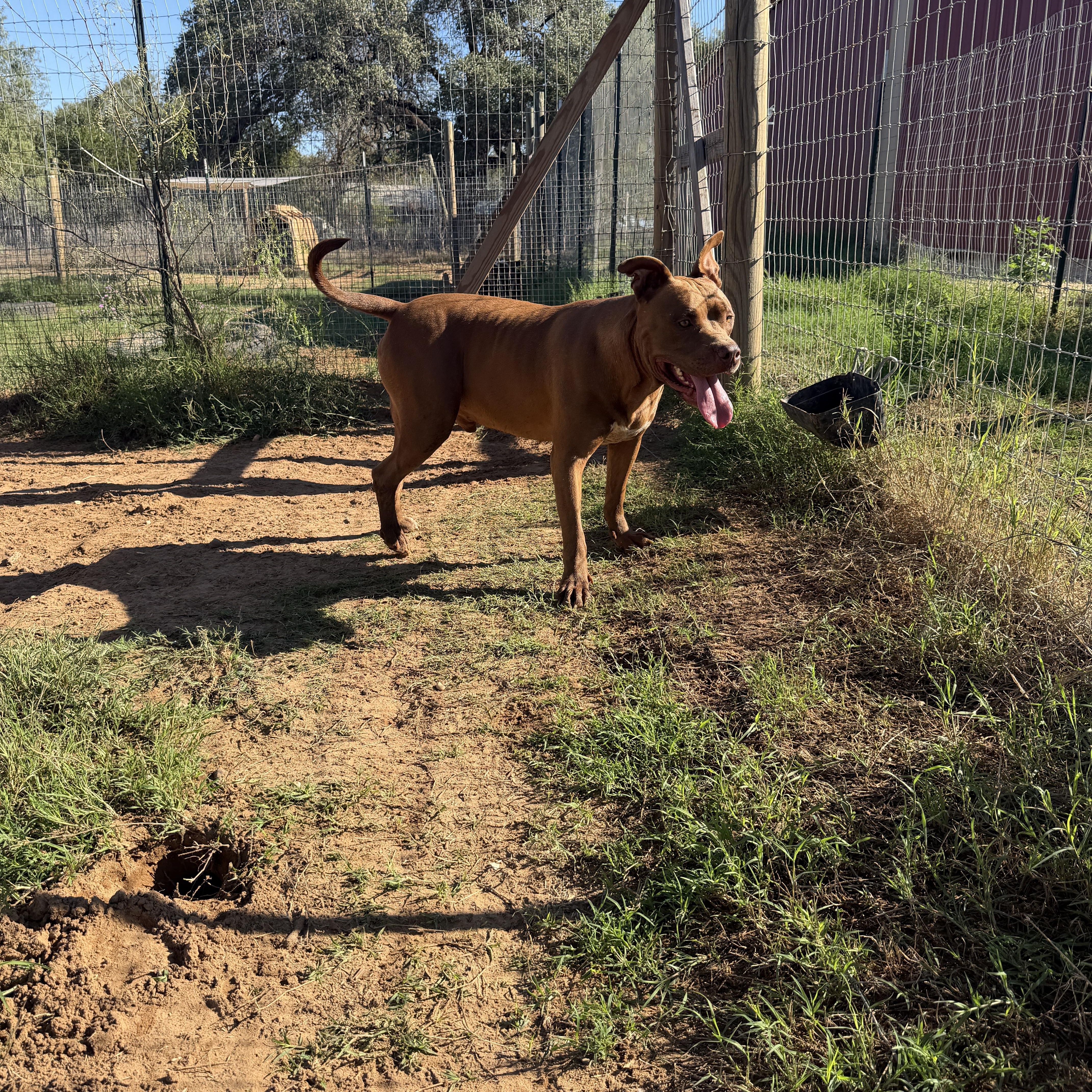 An adult large-sized male Pit Bull Terrier dog named Papa for adoption in Seguin, TX