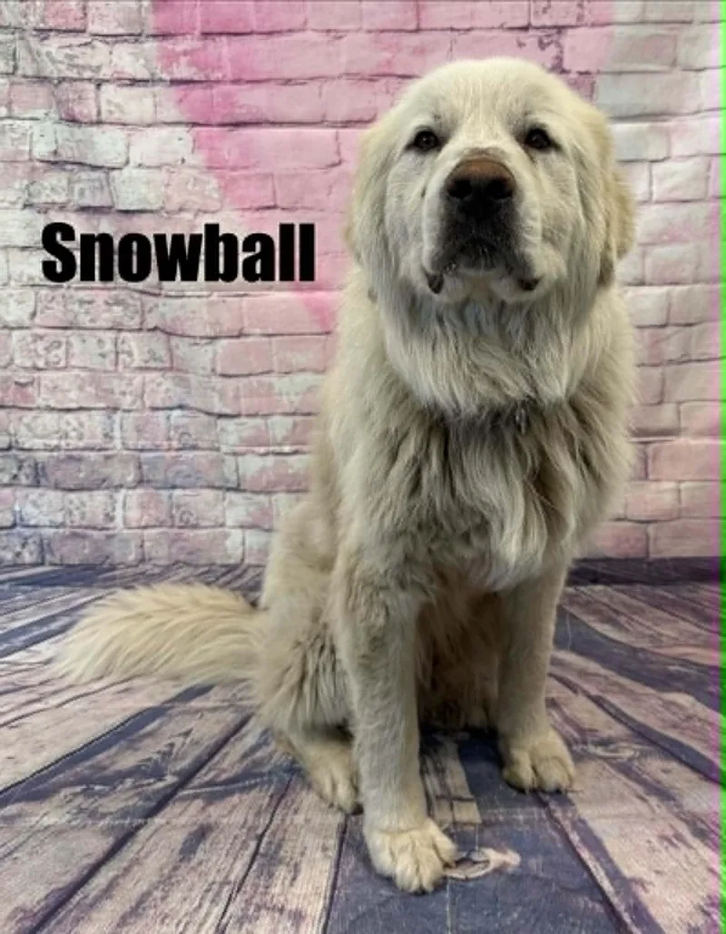 A senior large-sized male White / Cream Great Pyrenees dog named Snowball for adoption in Quincy, MI