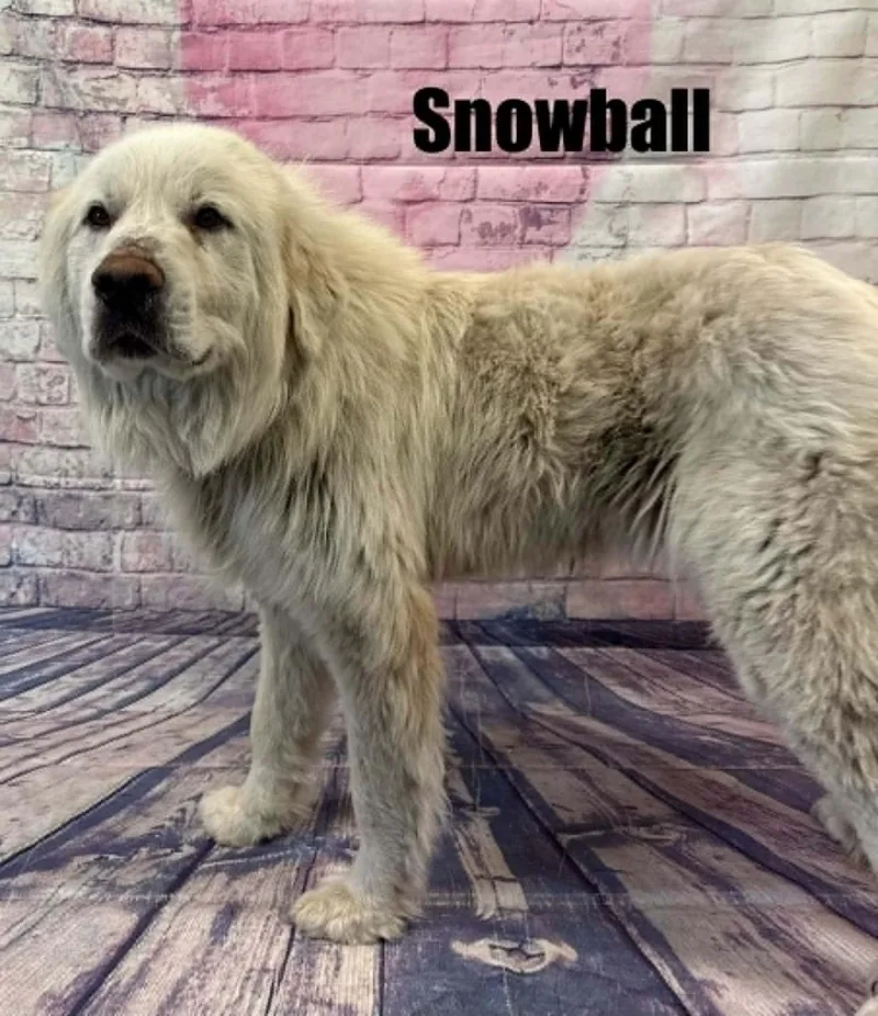 Snowball thumbnail 2