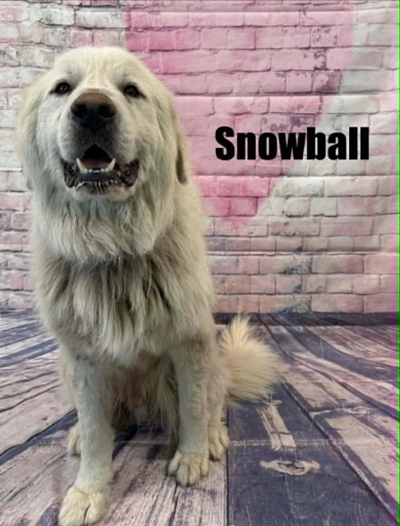 Snowball thumbnail 3
