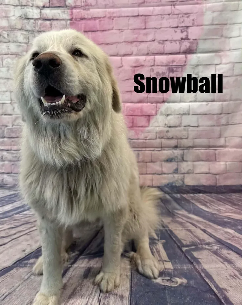 Snowball thumbnail 4