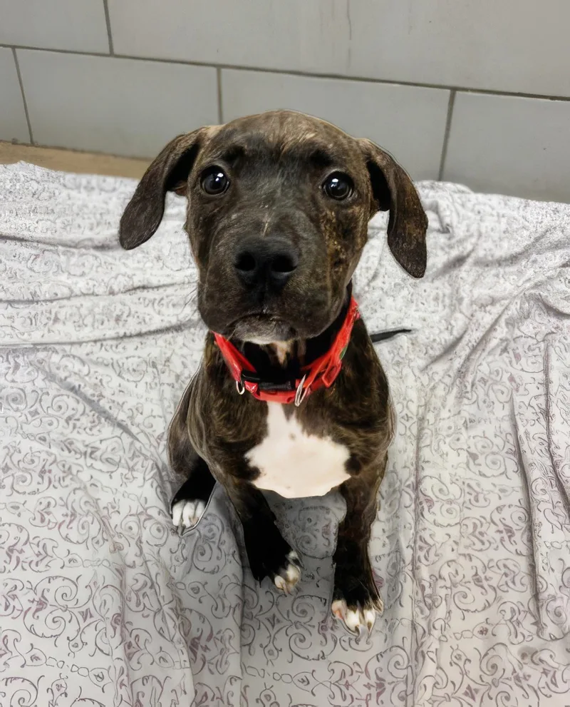 A baby medium-sized female Brindle Mixed Breed dog named Wiggle for adoption in Nashville, TN