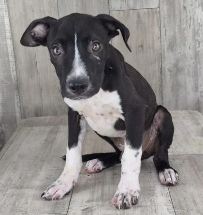 An adult small-sized male Terrier dog named Edward for adoption in Shreveport, LA