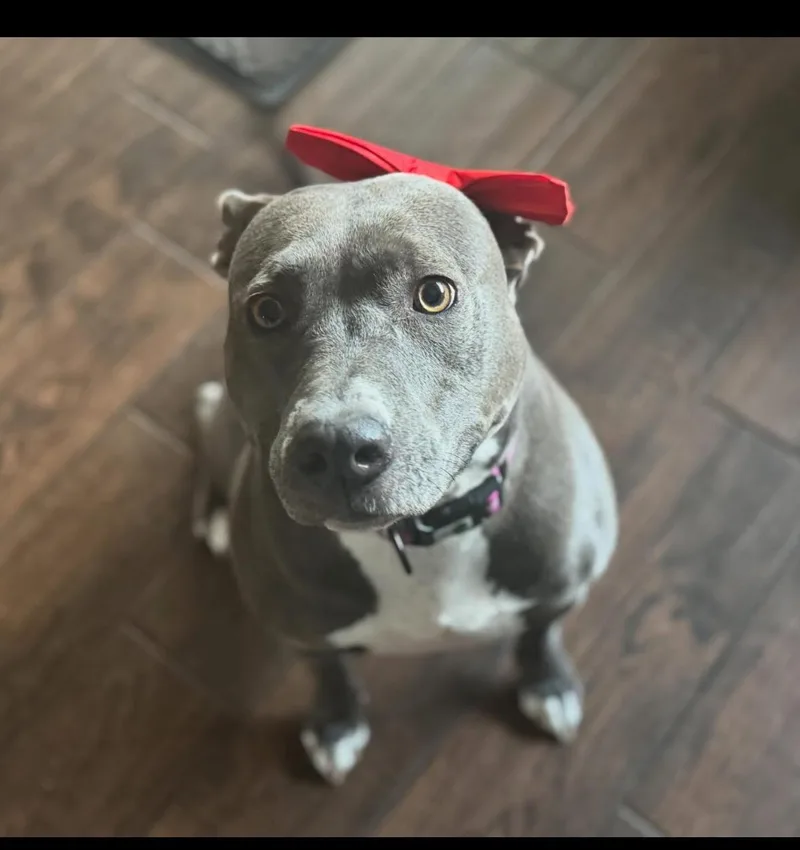 An adult medium-sized female Pit Bull Terrier dog named Tinsel for adoption in Hayward, CA