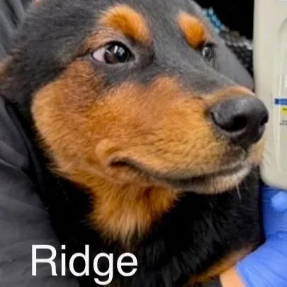 Ridge thumbnail 4