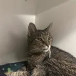 A senior medium-sized male Tabby (Brown / Chocolate) Domestic Short Hair cat named Eldon for adoption in Hilliard, OH