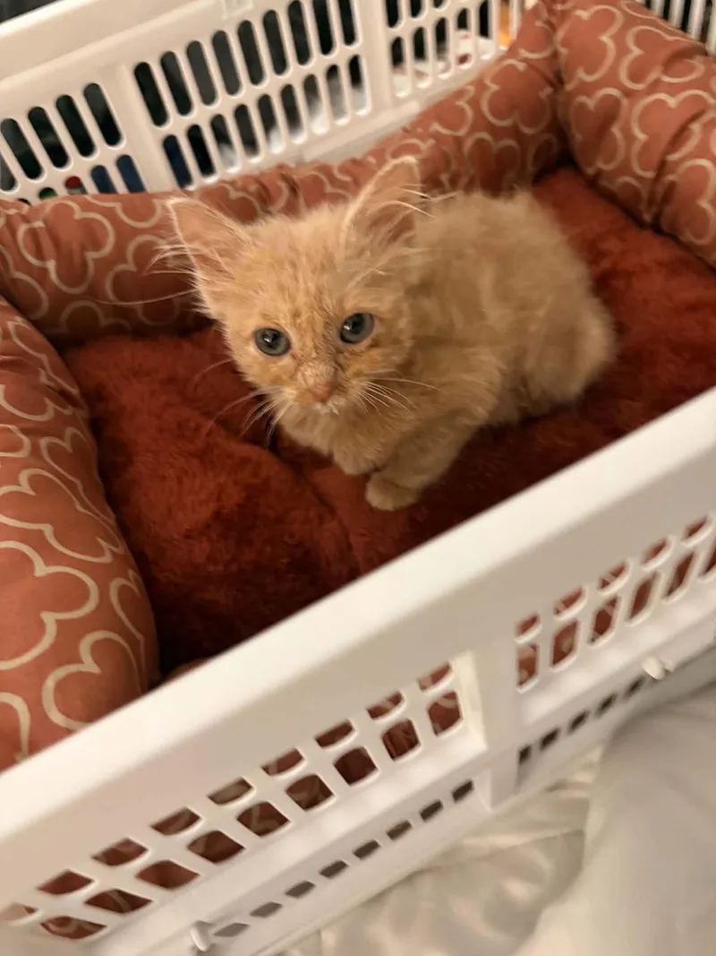 A baby medium-sized male Tabby (Buff / Tan / Fawn) Tabby cat named Tiny Gizmo for adoption in Omaha, NE