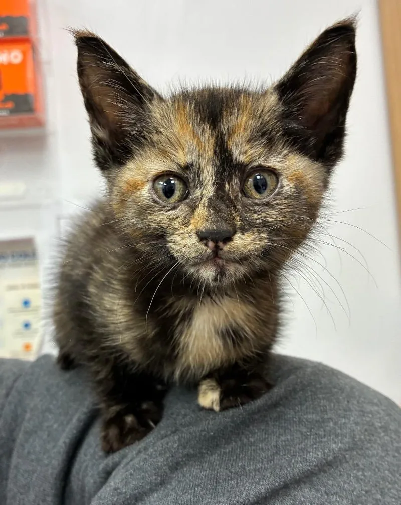 A baby medium-sized female Domestic Short Hair cat named Bayonetta for adoption in Hartsville, SC
