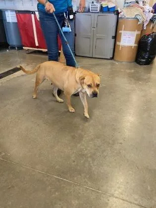 An adult medium-sized female Pit Bull Terrier dog named Daffodil for adoption in Fishers, IN