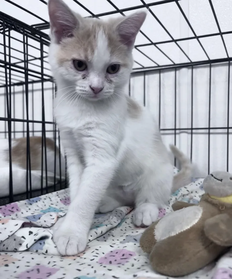 A young medium-sized female White Domestic Short Hair cat named Adrian for adoption in Youngstown, OH