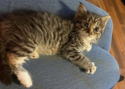 A baby small-sized female Domestic Long Hair cat named Ravenclaw for adoption in Wilkesboro, NC