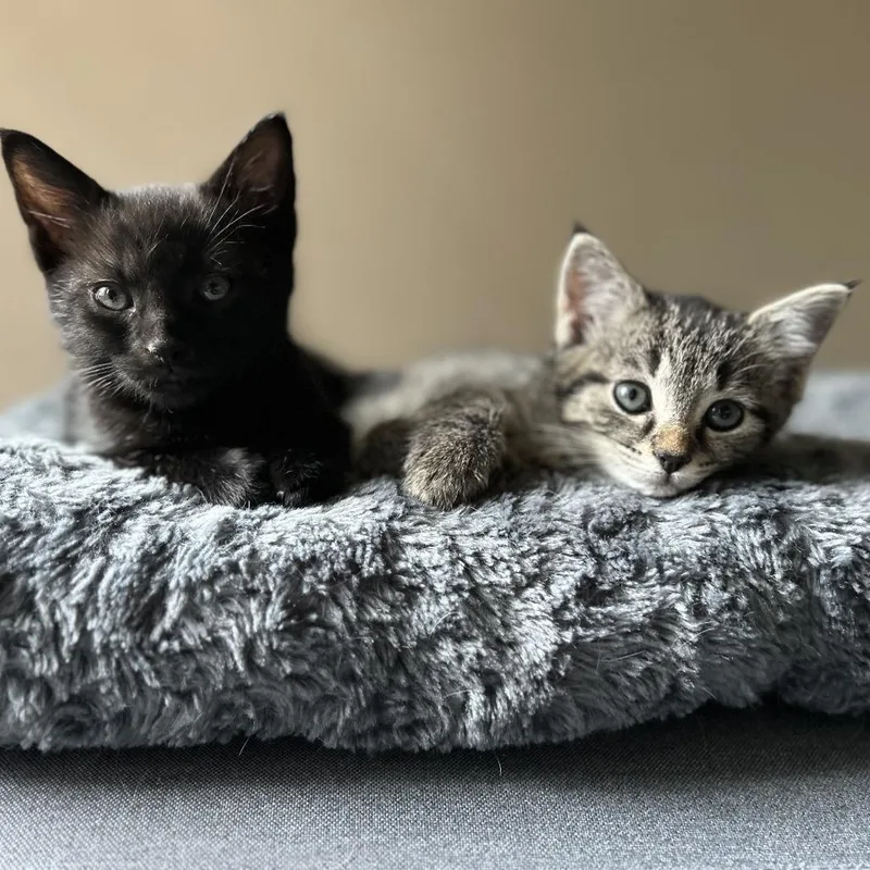 A baby small-sized female Gray / Blue / Silver Domestic Short Hair cat named Millie for adoption in Harrisonburg, VA