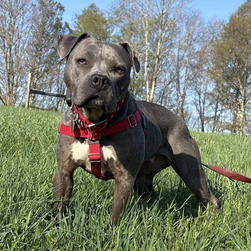 An adult medium-sized female Pit Bull Terrier dog named Sophia for adoption in Carmel, NY