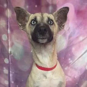 A baby small-sized female Yellow / Tan / Blond / Fawn Husky dog named Gypsy for adoption in Fort Collins, CO